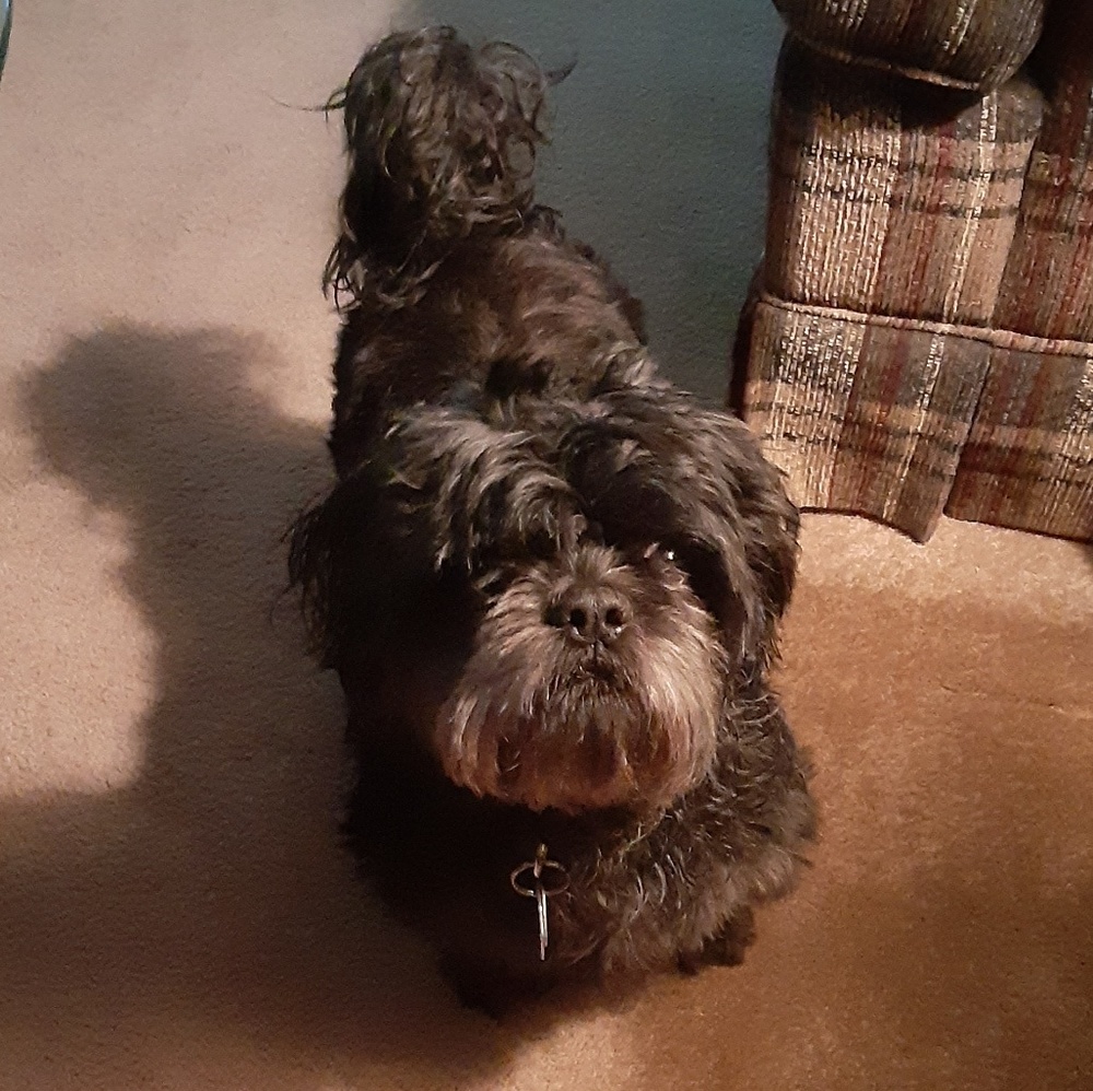 Meet your Posher, Samantha